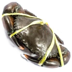 fresh mud crab 1 kg
