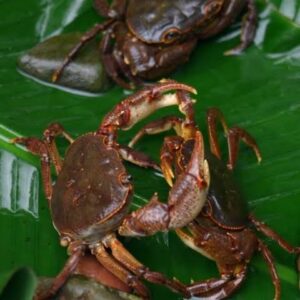fresh mud crab 1 kg