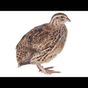 100% fresh quails 1kg