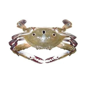 fresh mud crab 1 kg